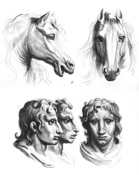 Ligheder mellem hovedet på en hest og en mand, fra 